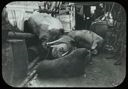 Image of Walrus on Deck of S.S.Roosevelt